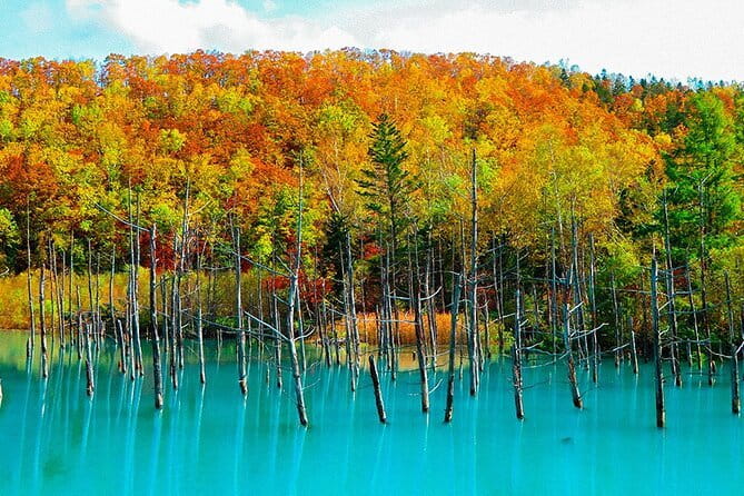 Hokkaido Day Trip From Sapporo: Asahiyama Zoo to Ningle Terrace - Key points to know before booking