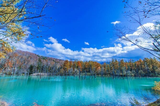 Hokkaido Day Trip From Sapporo: Asahiyama Zoo to Ningle Terrace - Biei Blue Pond: a short stop with striking color