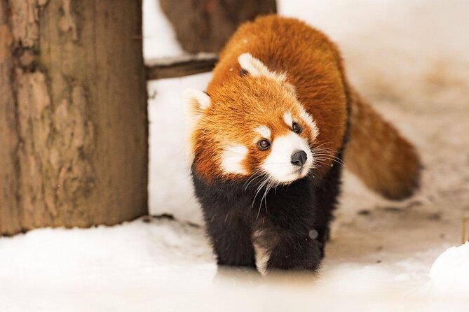 Hokkaido Highlights of Flower Blossom, Asahiyama Zoo& Blue pond「Aoi-ike」! - Farm Tomita and the problem of flower timing