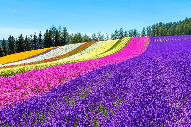 Hokkaido Highlights of Flower Blossom, Asahiyama Zoo& Blue pond「Aoi-ike」! - Famous trees and Biei farmland from the road