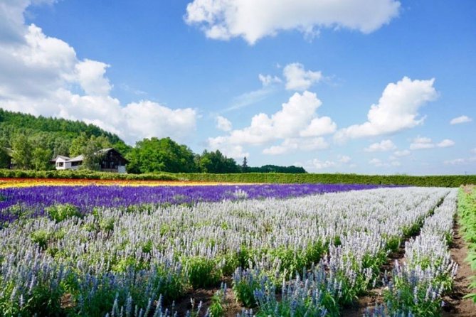Hokkaido Highlights of Flower Blossom, Asahiyama Zoo& Blue pond「Aoi-ike」! - Ningle Terrace and the craft-cottage stop
