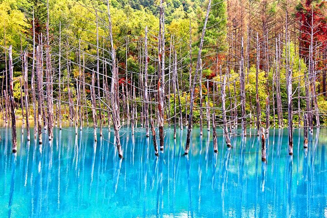 Hokkaido Highlights of Flower Blossom, Asahiyama Zoo& Blue pond「Aoi-ike」! - Guides, language, and the rhythm of a mixed group