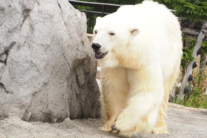 Hokkaido Highlights of Flower Blossom, Asahiyama Zoo& Blue pond「Aoi-ike」! - The 12-hour schedule and what to pack