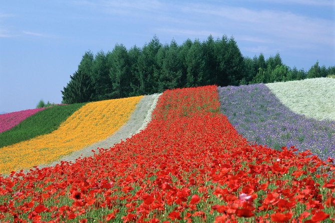 Private Car Tour of Furano and Biei in Hokkaido with Local Guide - The private car makes the distance manageable