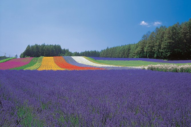 Private Car Tour of Furano and Biei in Hokkaido with Local Guide - Who will enjoy this day most