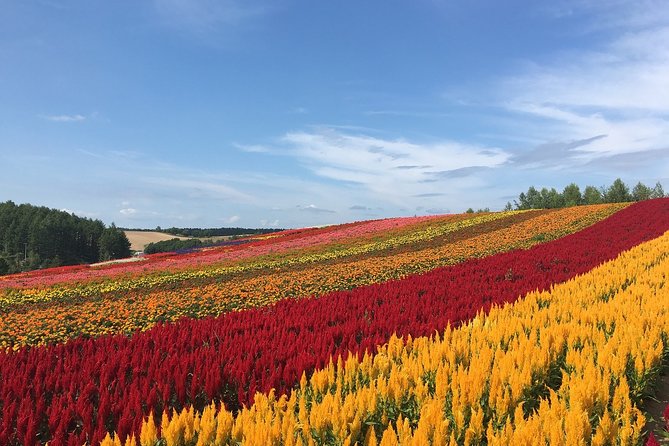 Private Hiace & Simple English Driver in Hokkaido(Sapporo Otaru Toya Furano) - Building a better 10-hour schedule
