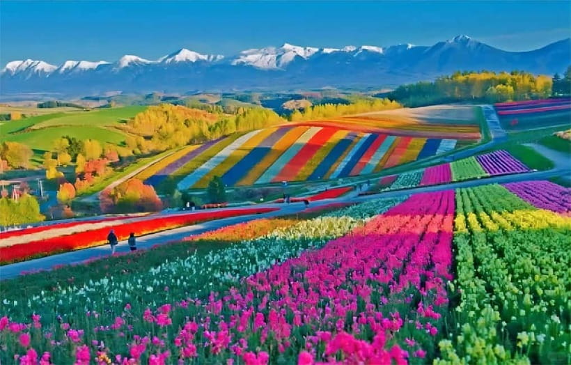 Sapporo: Furano Flower Sea & Biei Blue Pond Tour w/ Pickup - Key points at a glance