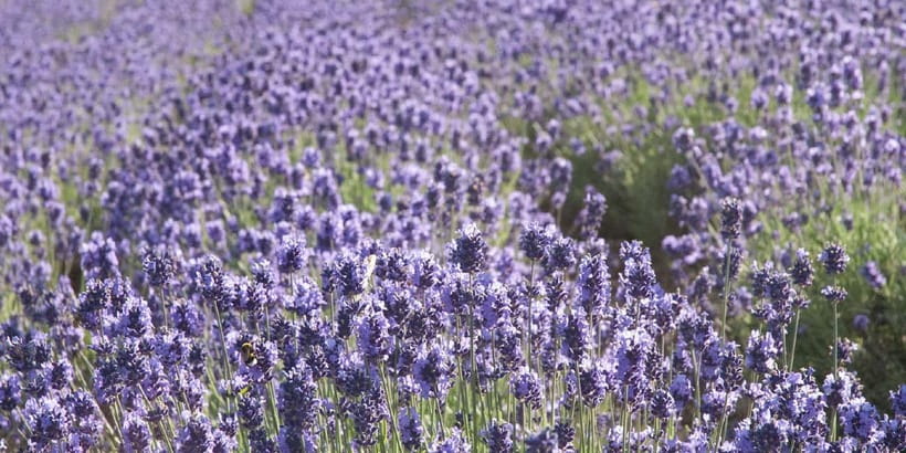 Sapporo: Furano Flower Sea & Biei Blue Pond Tour w/ Pickup - Roller Coaster Road at noon