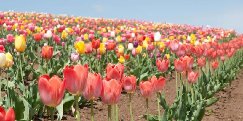Sapporo: Furano Flower Sea & Biei Blue Pond Tour w/ Pickup - Buffet lunch and the melon option
