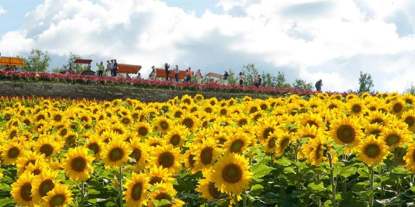 Sapporo: Furano Flower Sea & Biei Blue Pond Tour w/ Pickup - Farm Tomita and Furano’s famous flowers