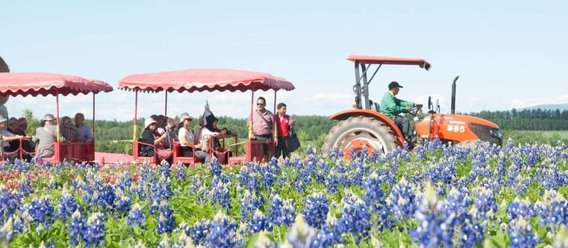 Sapporo: Furano Flower Sea & Biei Blue Pond Tour w/ Pickup - The long return to Sapporo