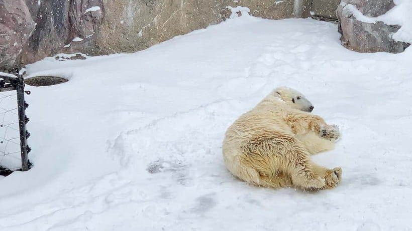 Sapporo Winter : Asahiyama Zoo (Penguin Fun & Snowmobile) - Key points to know before booking