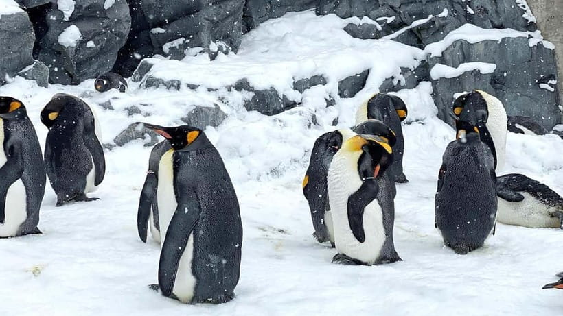 Sapporo Winter : Asahiyama Zoo (Penguin Fun & Snowmobile) - Ningle Terrace and Furano’s small craft huts