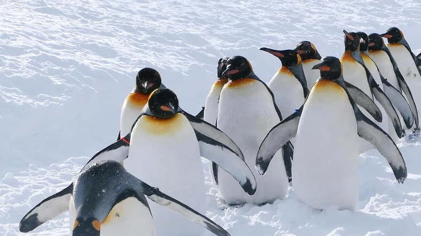 Sapporo Winter : Asahiyama Zoo (Penguin Fun & Snowmobile) - The long ride from Sapporo
