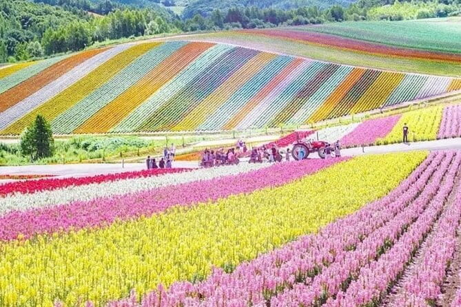 Shikisai-no-Oka and Furano Tour with buffet lunch from Sapporo - Key points to know before booking