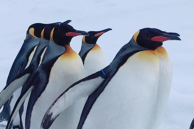 Winter Asahiyama Zoo and blue pond "Aoi-Ike" 1 Day bus tour - Key points to know before booking