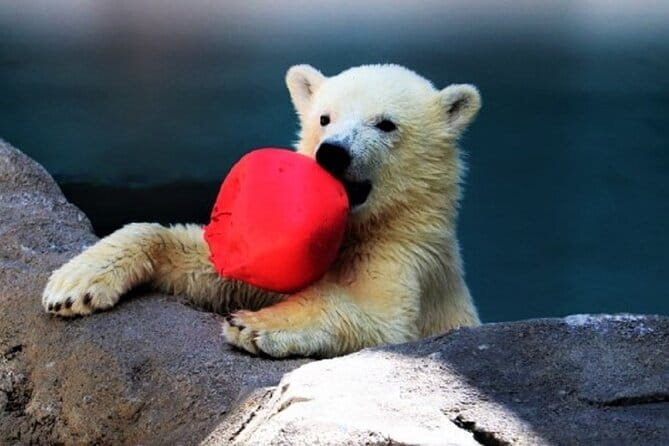 Winter Asahiyama Zoo and blue pond "Aoi-Ike" 1 Day bus tour - The important February 1 lighting change