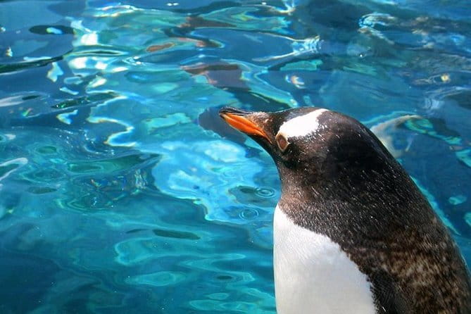 Winter Asahiyama Zoo and blue pond "Aoi-Ike" 1 Day bus tour - The Penguin Parade at Asahiyama Zoo